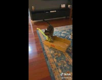 Tiktok cat walking through living room with long yellow string toy