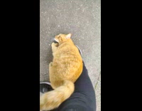 Collab PLC - Orange cat pass gate then rubs shoe