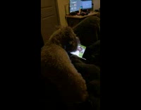 Dog heard marmot from phone sound tilts head 