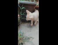 White kitten blue eyes flower pot 