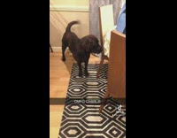 Black dog running through house with knife in mouth