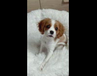 Dog on white fur bed runs away 