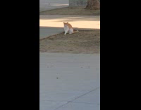 Stray cat spins around chases its tail