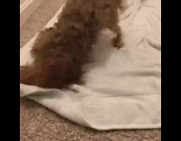 Collab Pets For All - Brown dog rubs body against white towel 
