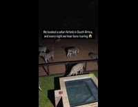 Animals outside Airbnb  with lion noises heard