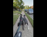 Two dogs get scared of black cat inflatable 
