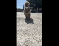 Collab PLC - Grey cat walk on pavement towards camera