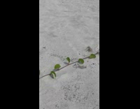 Small crab move away fast beach sand