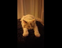 Collab PLC - Grey cat sleep lay on fur pillow