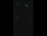 Golden retriever dog glow in dark backdrop