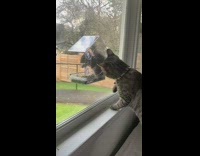 Grey Cat Tries to Play with Squirrel Through Window 