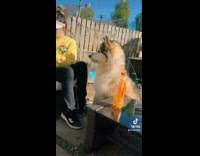 Woman asks dog to say oh wow 