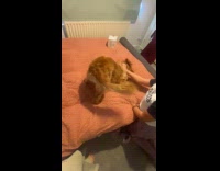 Girls rub brown dog on the bed