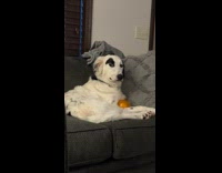 White dog eyebrow stares over with orange ball
