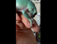 Mint green frog bite finger of owner