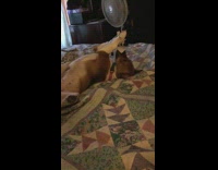 small brown dog laying on a bed playing with stuffed toy cow 
