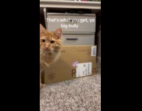 Submitter scares cat bullying kitten