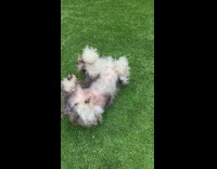 Dog loves to roll around the grass