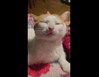 Orange kitten closes eyes while getting pet