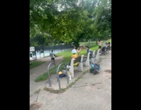 Parrots sit on tree tied to bench