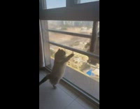 Cat chases window washing brush girl laughs