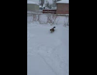 Dog excited to experience snow jumps around