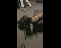 Grey frenchie dog fall down from chair