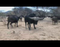 Buffalo angered ran off to the lighting and thunder 