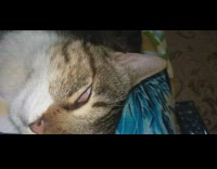 Pet cat asleep touched by owner moves paws Part 2