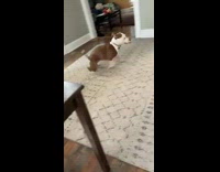 Brown dog runs around in circle after catching ball