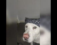 Large white dog wears black bandana head