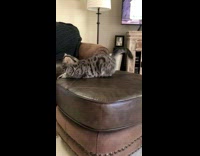 Cat laying down on leather ottoman looking around