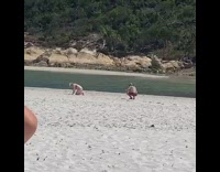 Woman bikini struggle headstand beach red shorts