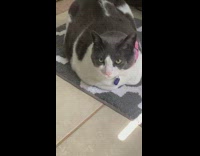 Fat grey white cat unimpressed girl sings 