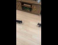 Kitten siblings reunited after adopted days apart 