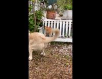 Dog wants to play with orange cat 