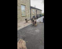 Man Calls Puppies and Plays with Them