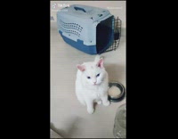 White cat drinks water from plastic lid