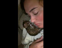 Small kitten baby bites girls cheek and eye lid