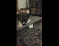 Dog tries to get ball under grey board 