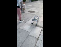 Dog barks at robodog walking on street