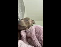 Dog gives his human a hug and kiss 