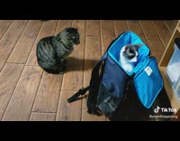 Cat inside backpack play peek a boo
