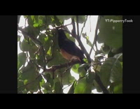 Black yellow bird tree branch squeaks chirps 