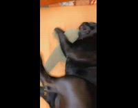 Black pug dog plays with cactus toy 