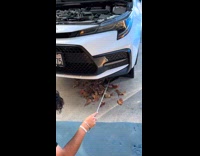 Possum inside of car engine escapes