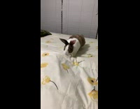 Collab Clips mpugc - Brown rabbit pushes sheets with flowers down