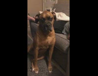 Collab KaleSaladIG - Brown dog falls asleep during movie