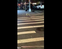 Collab winy - Robot dog walk alone cross the street
