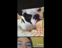 Boston terrier dog joins zoom call